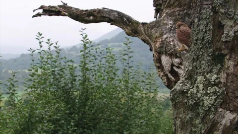 Kestrel sits in an old tree Stock Footage 277813000