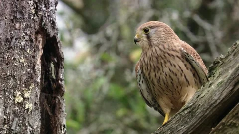 Kestrel sits in a tree and flies away 스톡 동영상 277812906