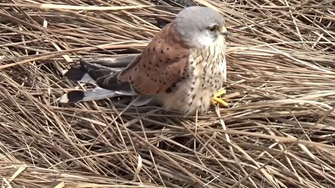 Kestrel is sitting on dry yellow grass, top view Stock Footage 76010585