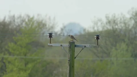 KESTREL SITTING ON TOP OF A TELEGRAPH POLE. 4K. Stock Footage 130494714