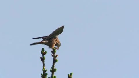 Kestrel sitting on a tree and eats a cockchafer  Stock Footage 273303057