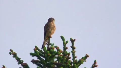 Kestrel sitting on a tree Stock Footage 273303023