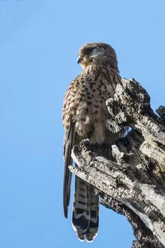 Kestrel in the wild Stock-Fotos