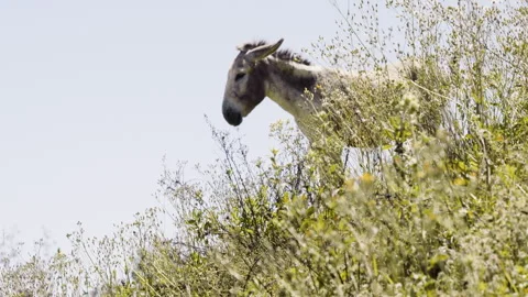 Ketama region donkey through grass Stock Footage 240398517