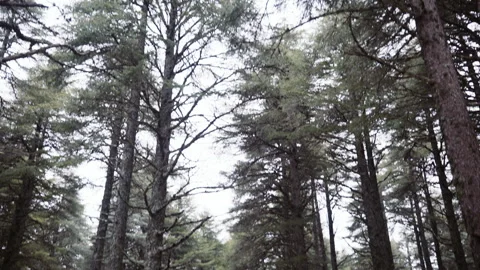 Ketama region forest and trees view Stock Footage 240398489