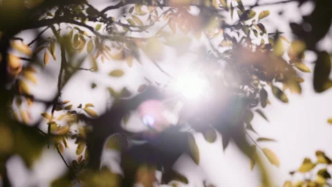 Ketama region sunlight through tree Video stock 240398500