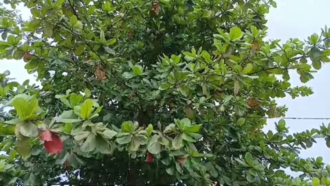 Ketapang Tree Stock Footage 300675875
