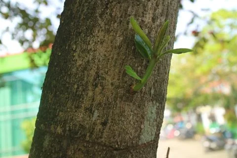 The ketapang tree leaf buds Stock Photos