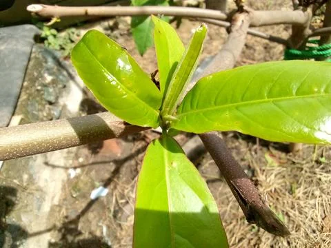 Ketapang Tree Stock Photos
