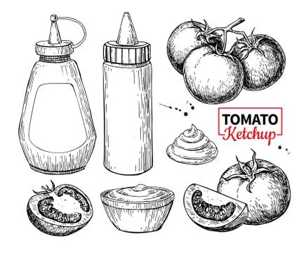Ketchup sauce bottle with tomatoes. Vector drawing. Food flavor Illustrazione stock