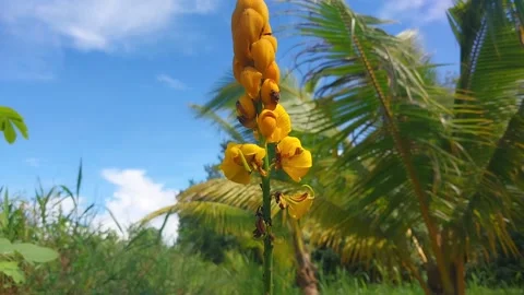 A ketepeng flower Stock Footage 197051689