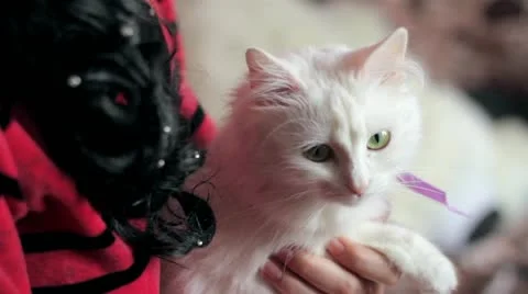 Ketty Stockbeeldmateriaal 22255890