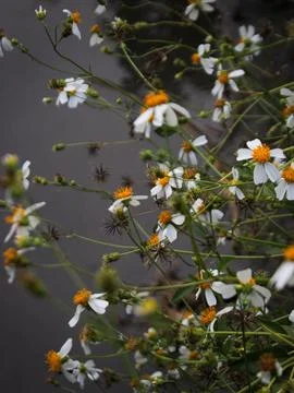 Ketul flower Stock Photos