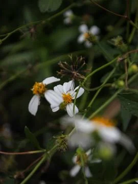 Ketul flower Stock Photos