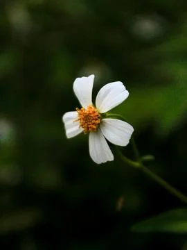 Ketul flower Stock Photos