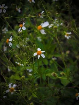 Ketul flower Stock Photos