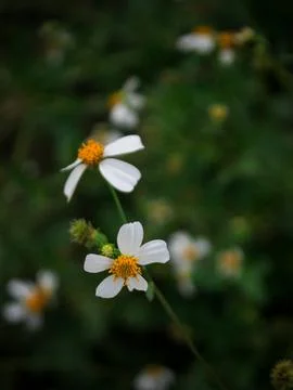 Ketul flower Stock Photos