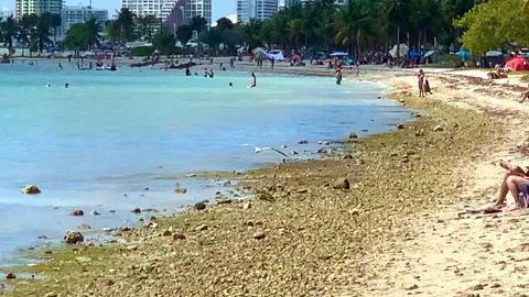 Key biscayne miami florida Stock Footage 152018917