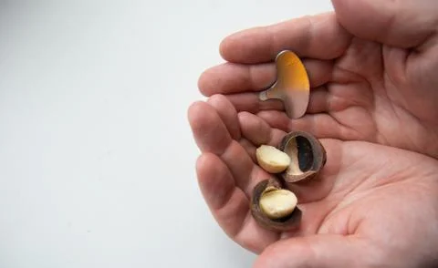 A key for cracking macadamia and chopped macadamia in the male palm Stock Photos