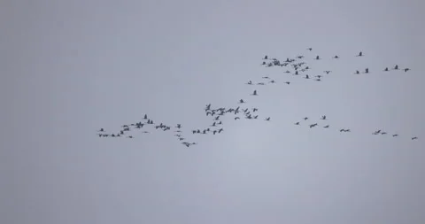 The key of the cranes on the background of the cloudy sky, 4K slomo Stock Footage 168323642