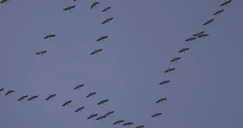 The key of the cranes on the background of the sky, 4K slomo Stock Footage 237472939