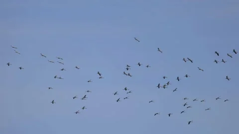 The key of the cranes in flight, 4K slomo Stock Footage 172428335