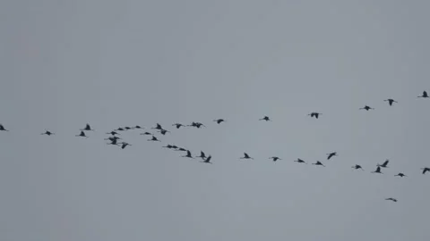 The key of the cranes in flight, cloudy sky, 4K slomo Stock Footage 171863668