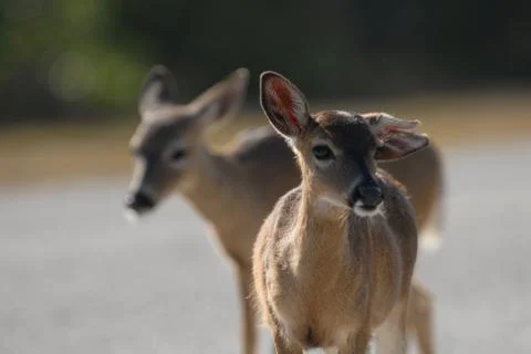 Key Deer Doe 스톡 사진