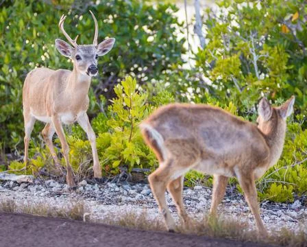 Key Deer in the Florida Keys Stock Photos