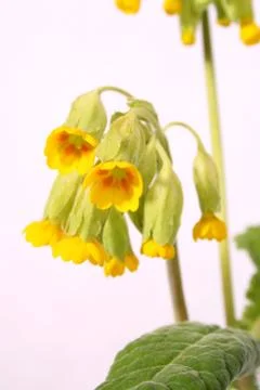 Key flower Stock Photos