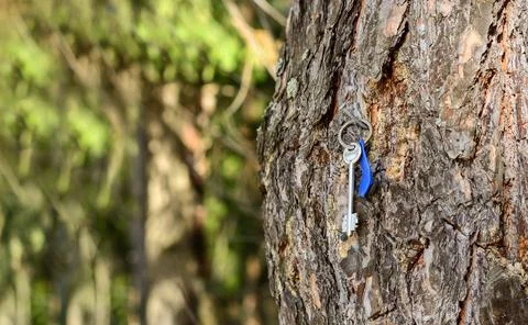 The key hangs on a tree Stock Photos