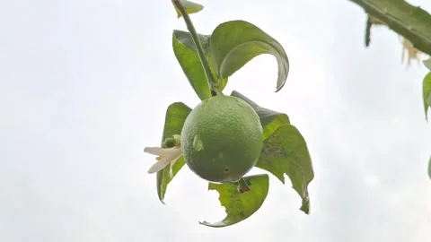 Key Lime Hanging from Tree Branch in Nature Stock Footage 311515510