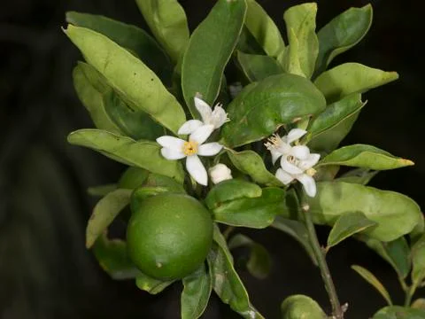 Key lime tree Stock Photos