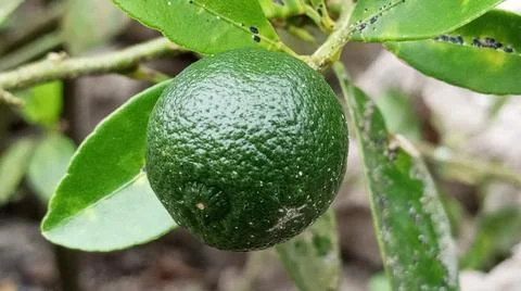 Key limes Stock-Fotos