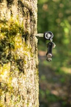 Key sticking in a tree Stock Photos