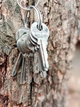 Key stock with ring with tree Stock Photos