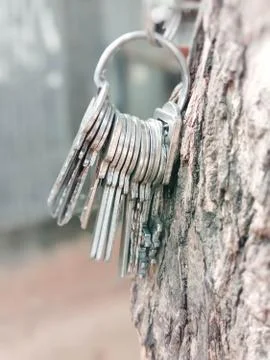 Key stock with ring with tree Stock Photos