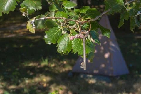 Key at the tree Stock-Fotos