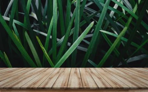 Key visual layout design template wooden board with green leaves Foto stock
