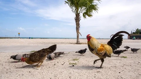 Key West Chickens Stock Footage 94591573
