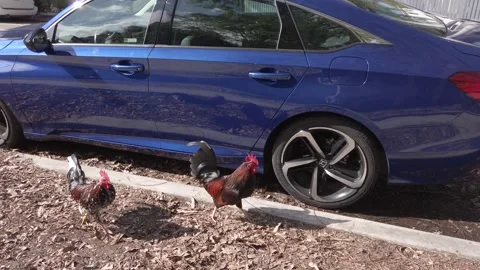 Key West Chickens on the sidewalk Stock Footage 231118622
