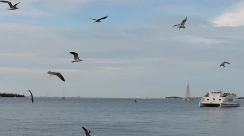 Key West Ferry Stock Footage 42530108