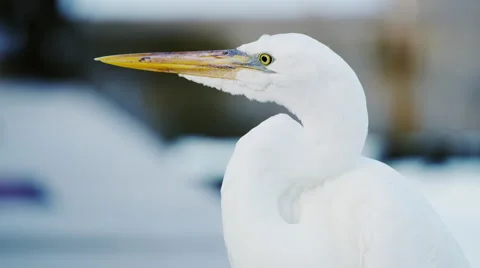 Key West Florida White Bird Crane Heron 5K HD 動画素材 67898323