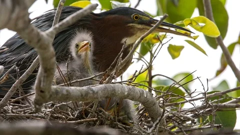 Key West Green Heron Nesting Stock Footage 94591067