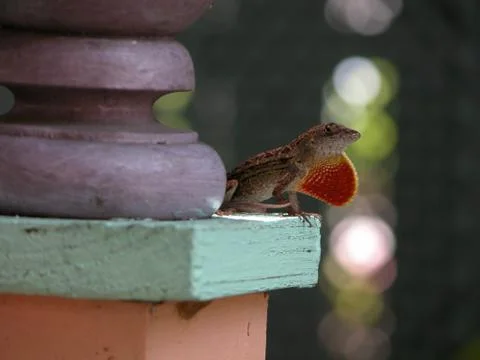 Key West Lizard Stock Photos