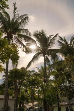 Key West Palm Trees Foto stock