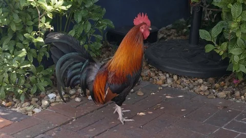 Key West rooster. Key West, Florida, USA. Stock Footage 73045682