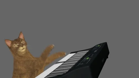 Keyboard cat Stock Footage 77264087