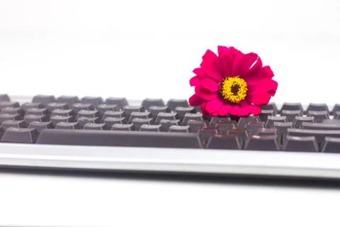 Keyboard isolated on white background Stock Photos