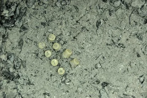 Keys of a numeric keypad in the middle of ashes from a fire Stock Photos